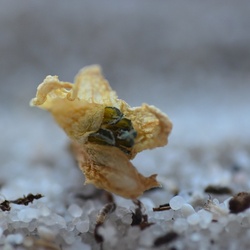 2016-12 France/St Malo/DSC_0063.JPG